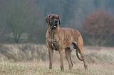 DOGUE ALLEMAND 659